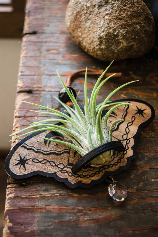 Lunar Moth Wooden Airplant Holder Wall Hanger Suncatcher