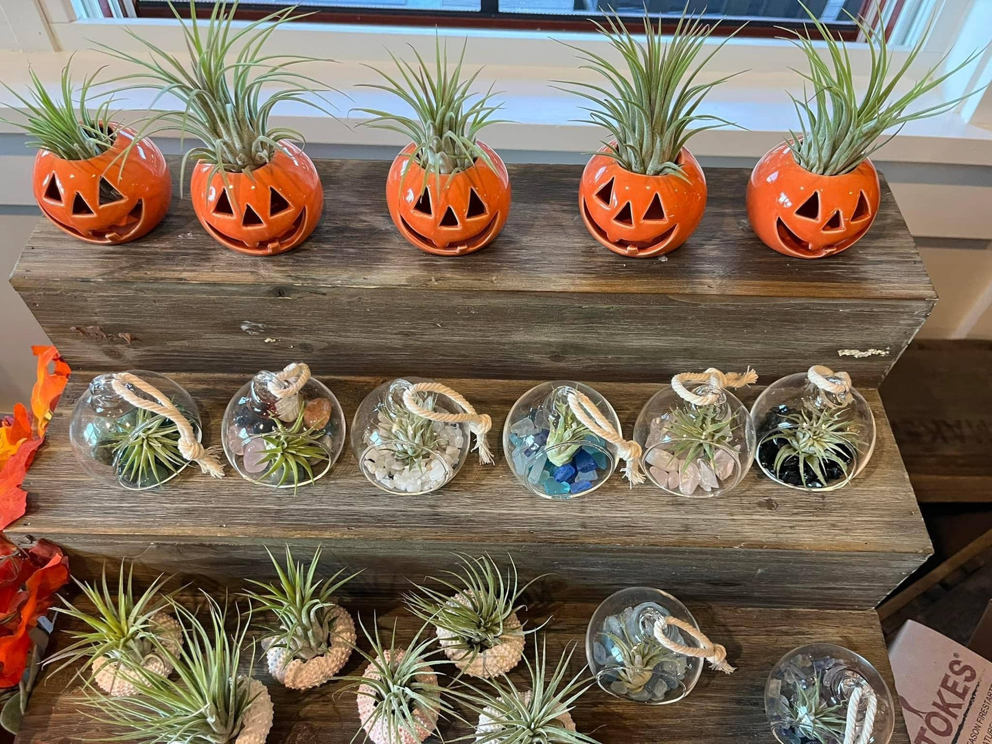 Ceramic Jack-O-Lantern Air Plant Holder