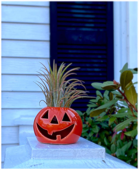 Ceramic Jack-O-Lantern Air Plant Holder