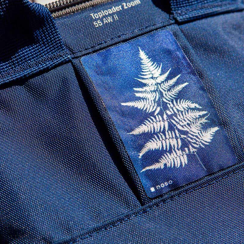 Fern