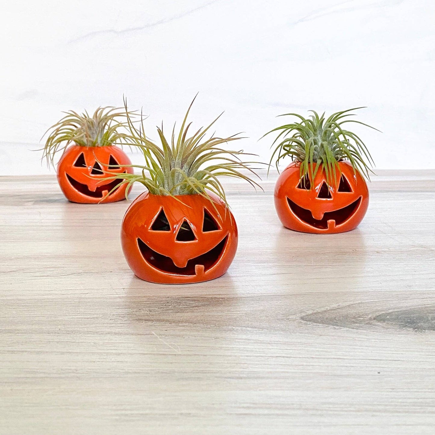 Ceramic Jack-O-Lantern Air Plant Holder