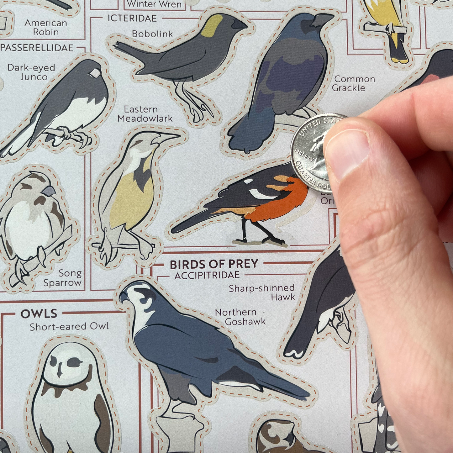 Birds of the Northeast Scratch-Off Chart | 12" x 16" Print