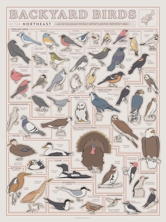 Birds of the Northeast Scratch-Off Chart | 12" x 16" Print