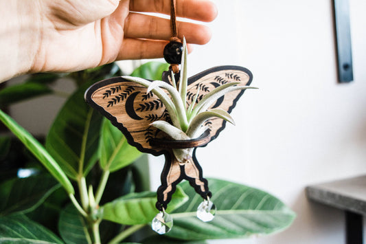 Luna Moth Airplant Holder Hanging Suncatcher