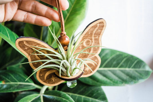 Celestial Moth Air Plant Hanger Suncatcher Crystal Prism