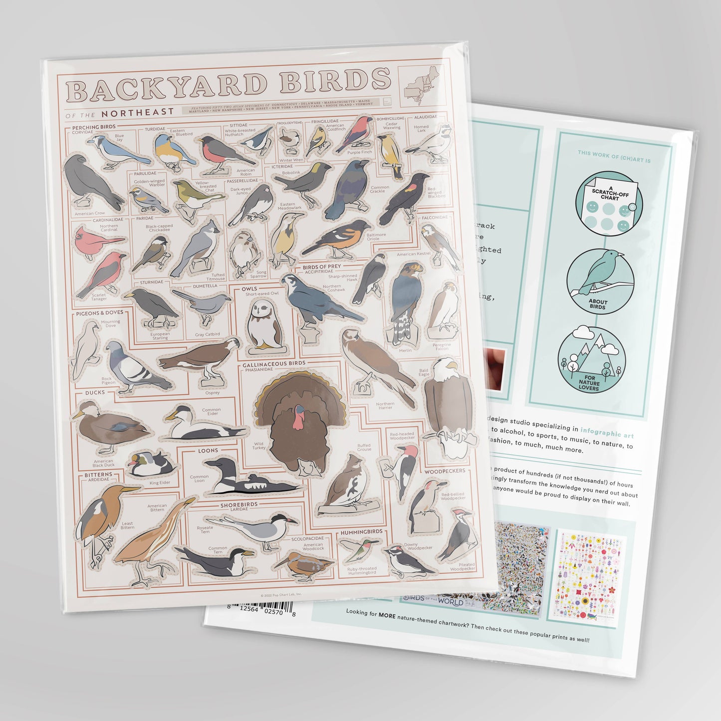 Birds of the Northeast Scratch-Off Chart | 12" x 16" Print