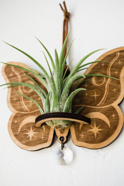 Celestial Moth Air Plant Hanger Suncatcher Crystal Prism