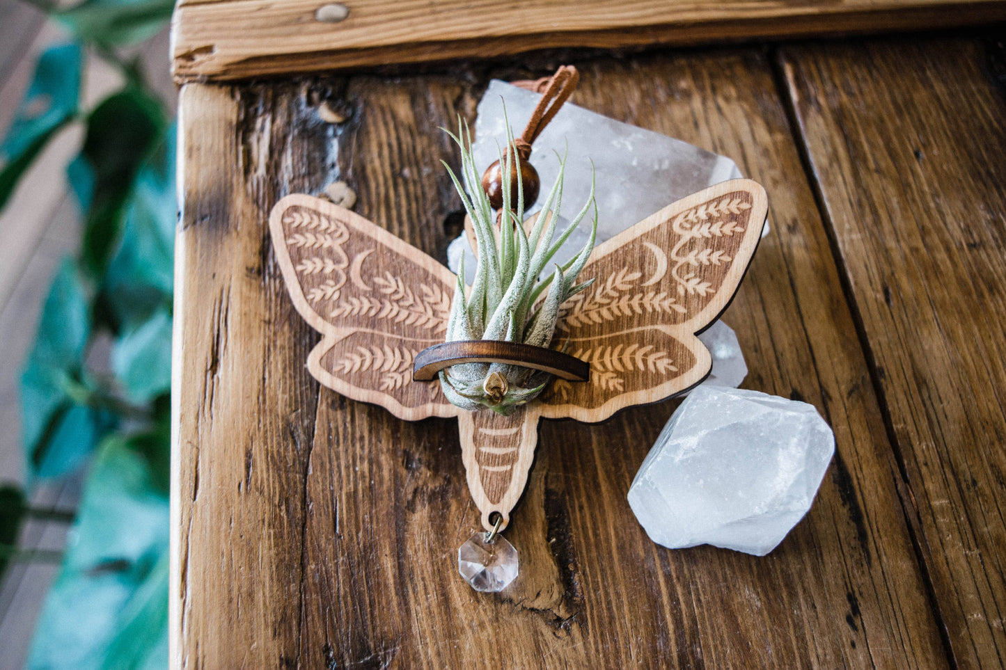 Death's Head Moth Airplant Holder Hanging Suncatcher