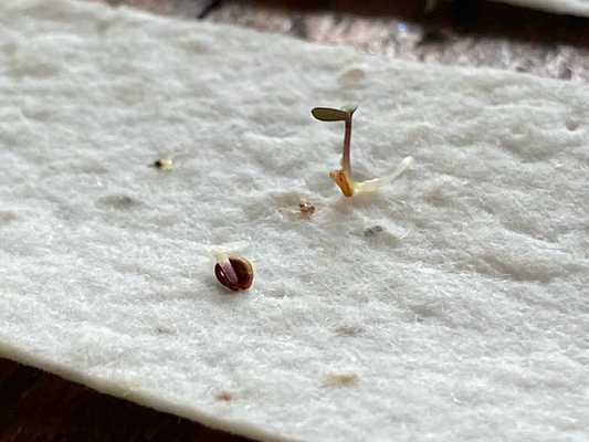 Plantable Birthday Card | Sunflower Seed Flower Card | Eco 