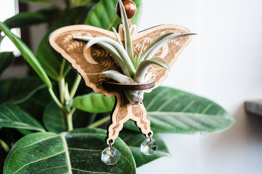 Luna Moth Airplant Holder Hanging Suncatcher