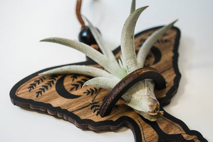 Luna Moth Airplant Holder Hanging Suncatcher