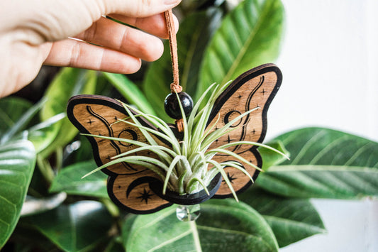 Celestial Moth Air Plant Hanger Suncatcher Crystal Prism