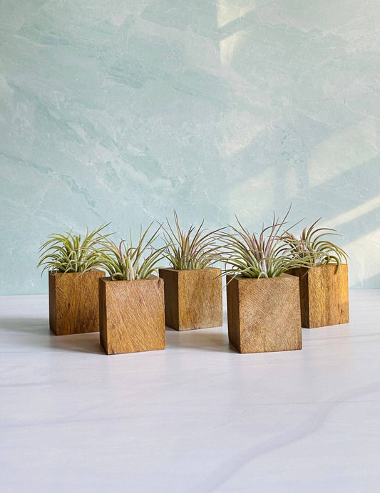 Wood Block Air Plant Holder