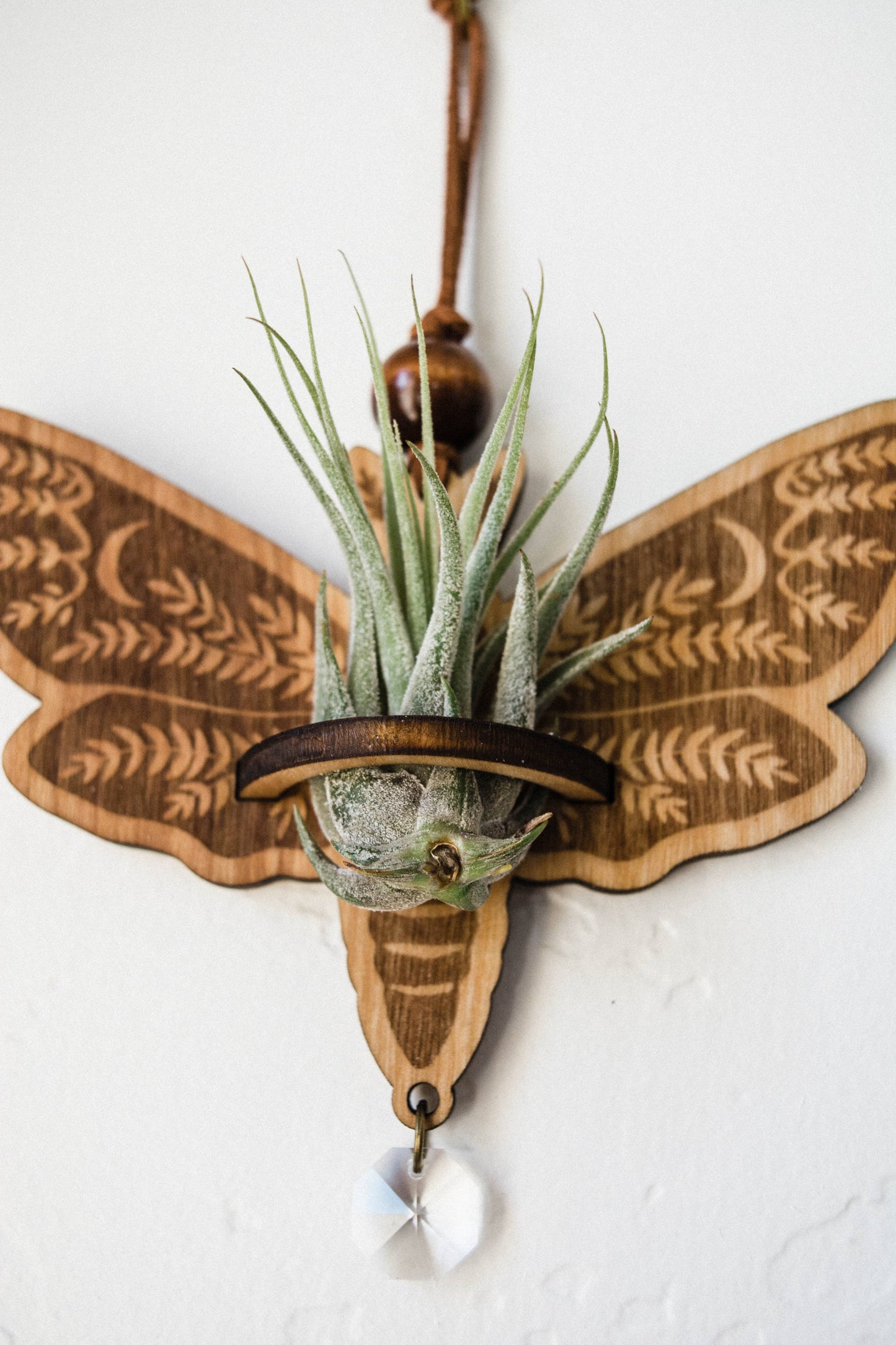 Death's Head Moth Airplant Holder Hanging Suncatcher