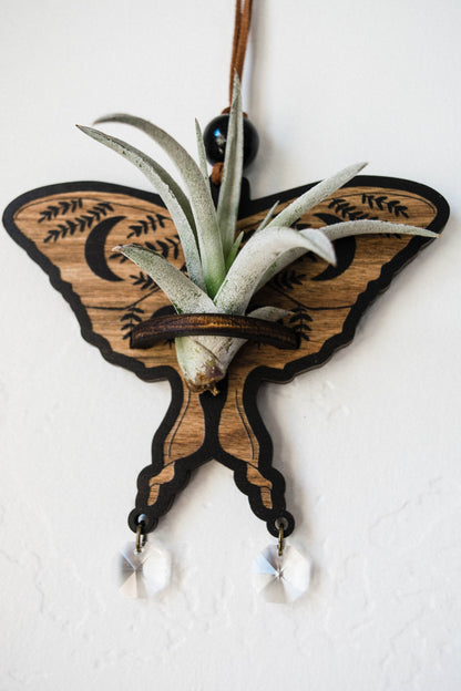 Luna Moth Airplant Holder Hanging Suncatcher