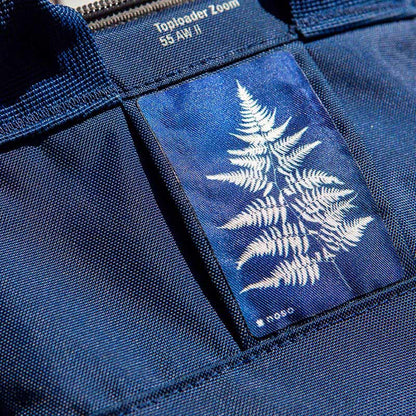 Fern