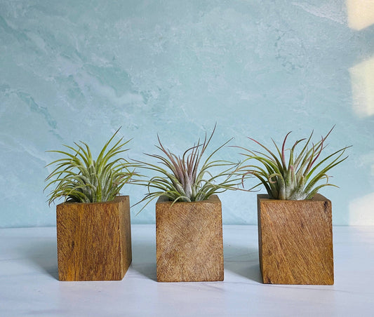 Wood Block Air Plant Holder
