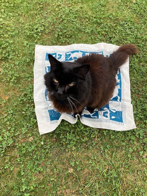 Cozy Cats Bandana
