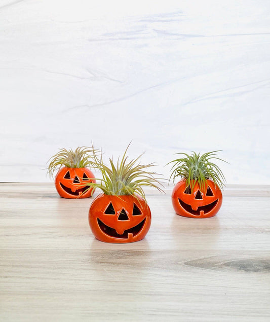 Ceramic Jack-O-Lantern Air Plant Holder