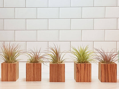 Wood Block Air Plant Holder