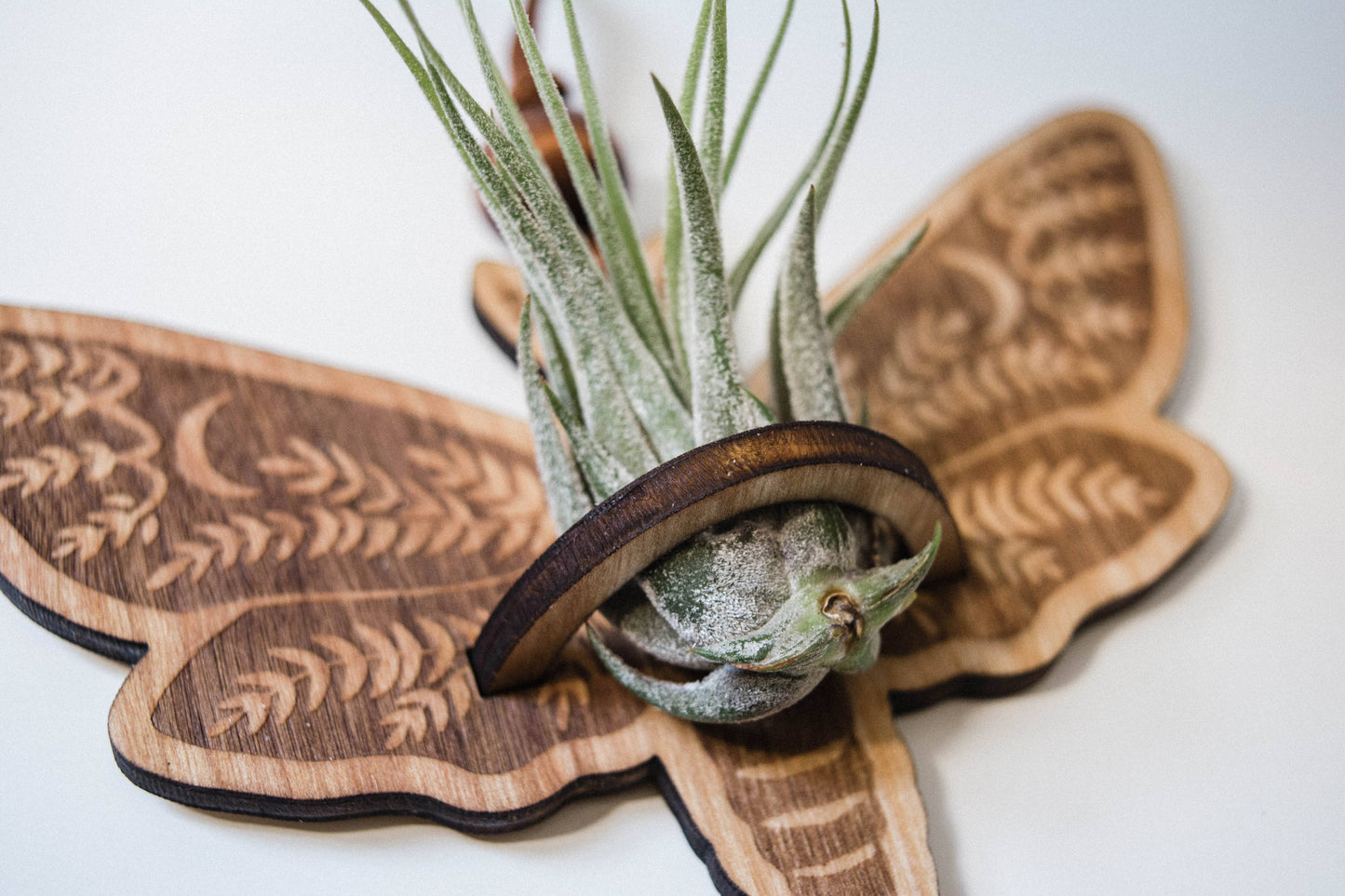 Death's Head Moth Airplant Holder Hanging Suncatcher