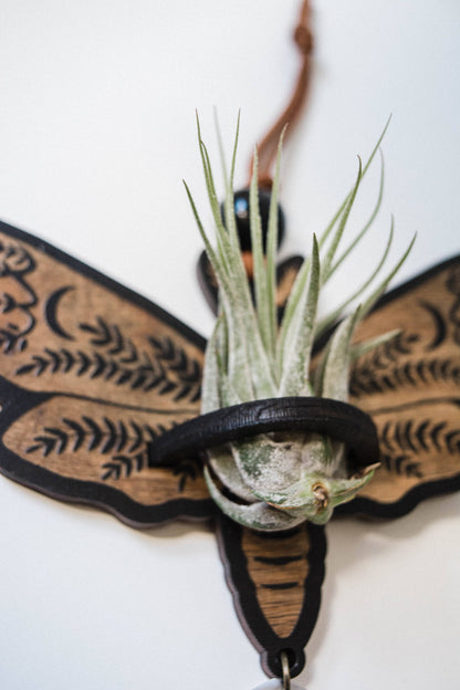 Death's Head Moth Airplant Holder Hanging Suncatcher