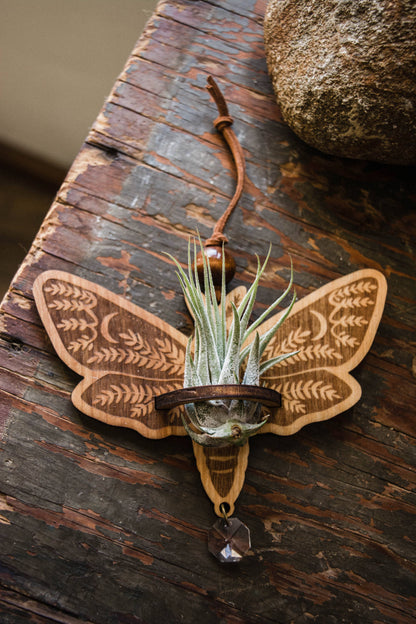 Death's Head Moth Airplant Holder Hanging Suncatcher