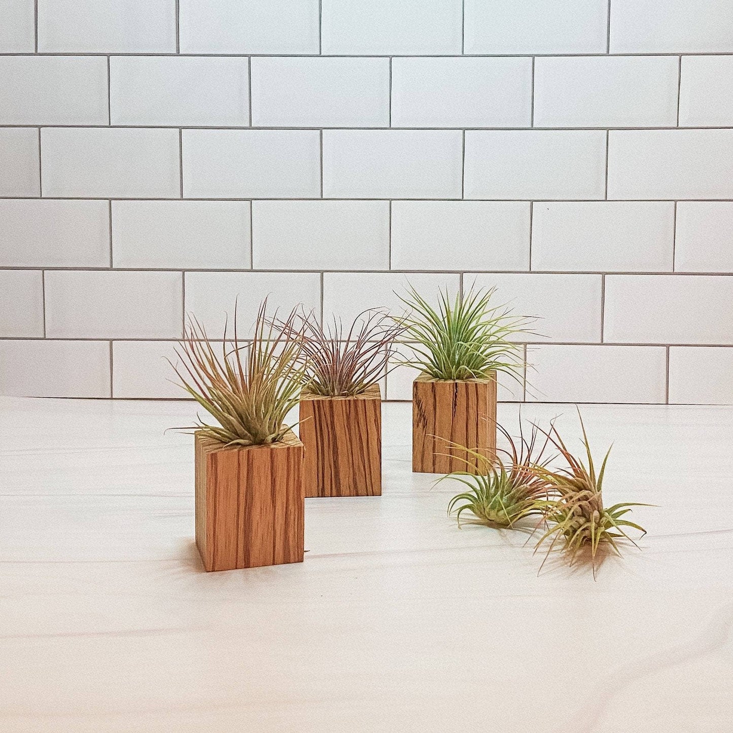 Wood Block Air Plant Holder